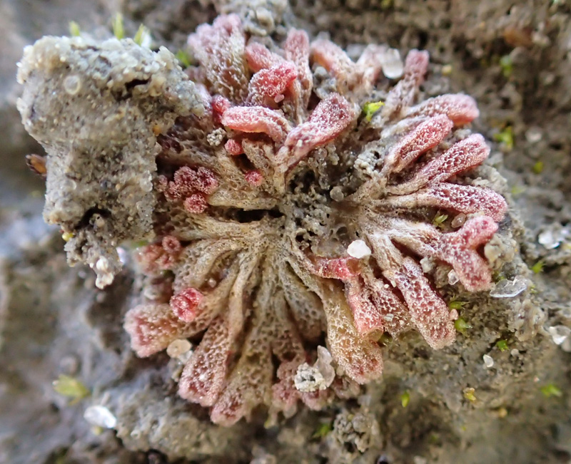Riccia frostii